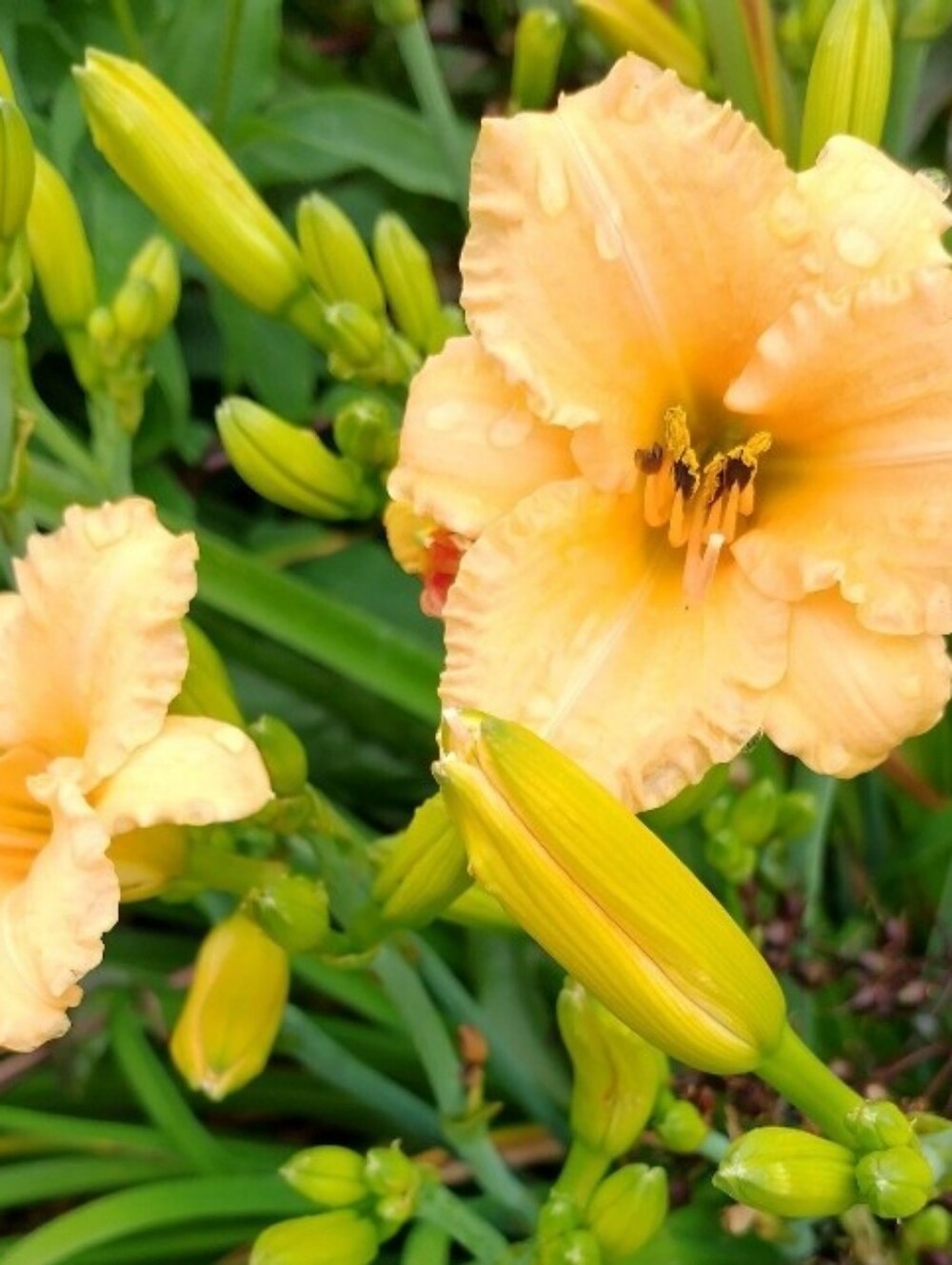 Nancy Key Cover Free Peach Daylily Rhizome  With Purchase